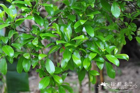 小叶榕|雅榕 Ficus concinna